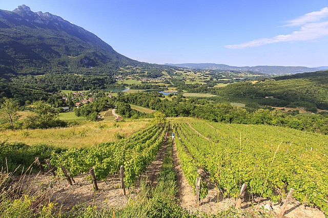 Vue du vignoble