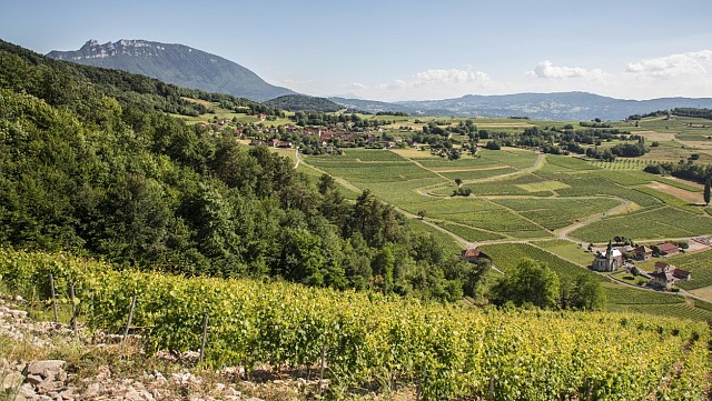 Vignoble de Jongieux par Henri de Caevel
