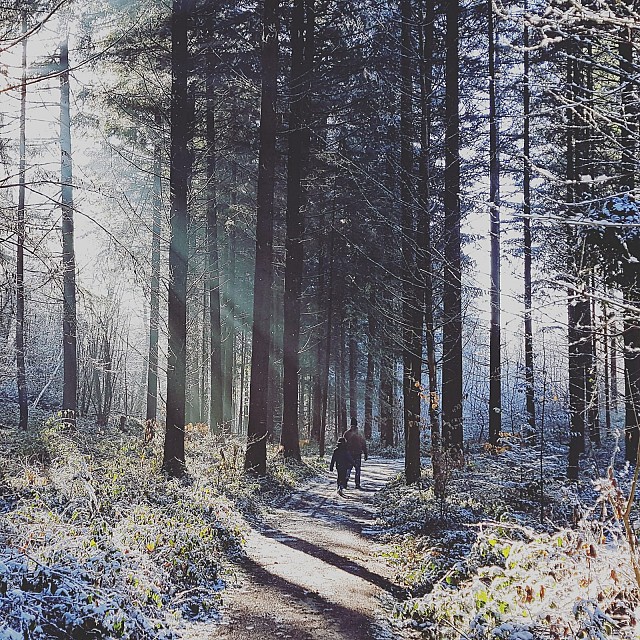 Forêt d'Ayn en hiver