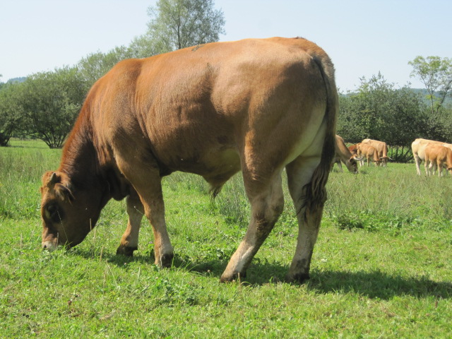 Ferme Jargot