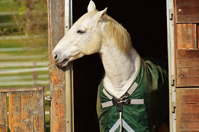 Haras de Valy_Chimilin