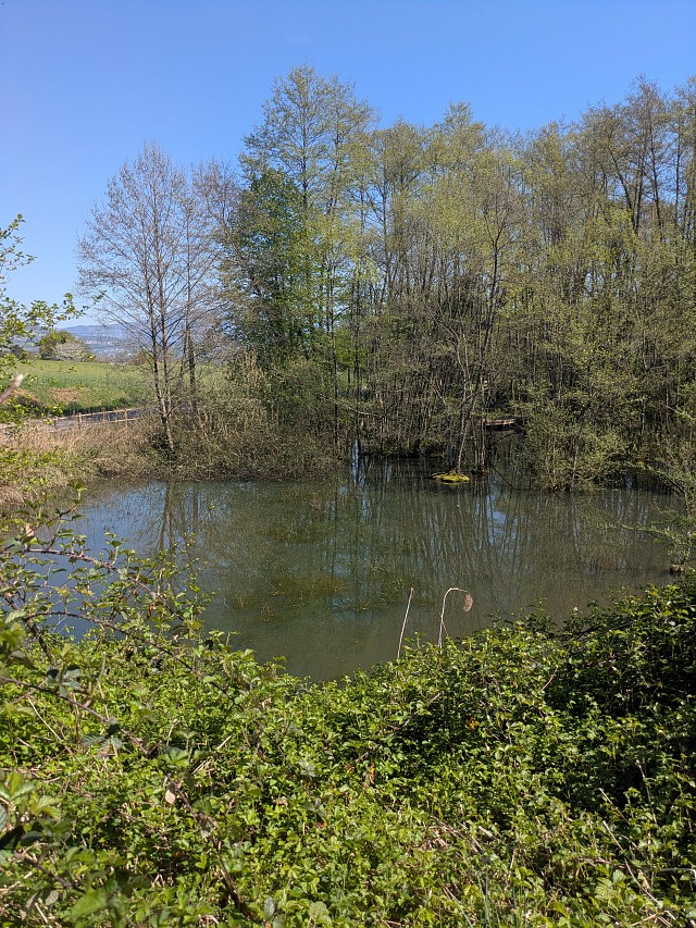 Espace Naturel Sensible de l'étang des Nénuphars_Romagnieu