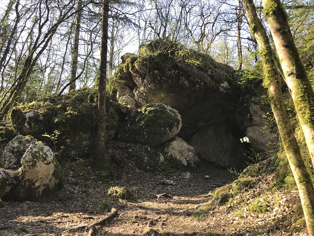 Sur les traces des loups