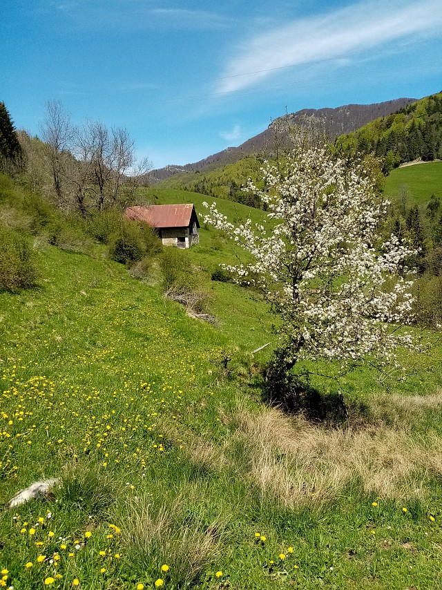 L'alpage des Pins, Fleurs de Vie Chartreuse