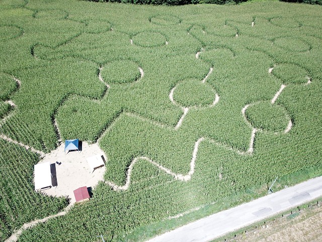 Labyrinthe géant de maïs