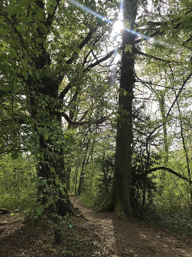 Ronde des arbres
