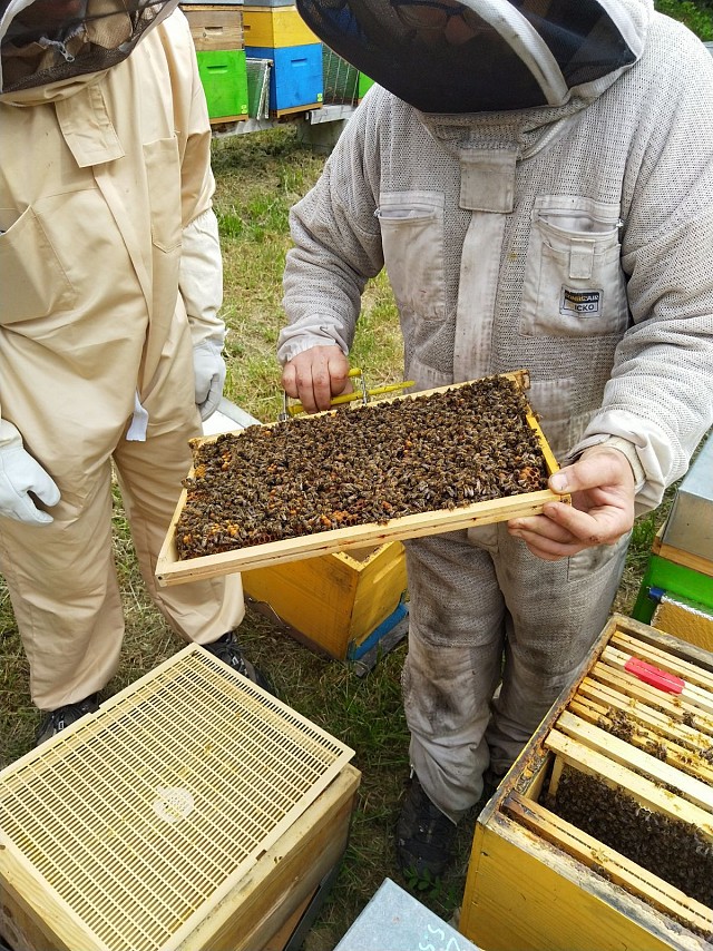 Entremonts et Abeilles - St Pierre d'Entremont