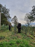 Visite de la pépinière_Saint-Pierre-de-Genebroz