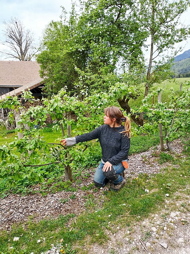 Atelier greffe des arbres fruitiers_Saint-Pierre-de-Genebroz