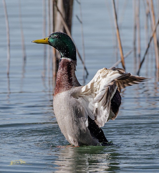 Christine Pascal - Photographe nature Aiguebelette