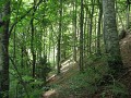 Sorties découvertes des plantes et des milieux_Billième