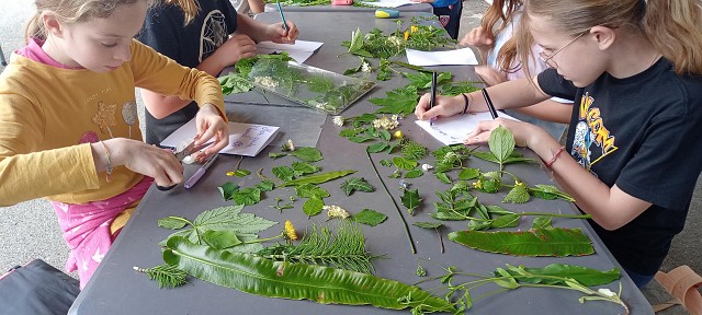 Un monde de feuilles_Billième