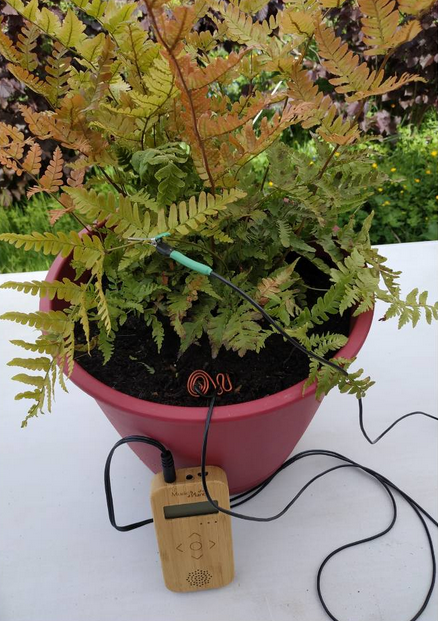 Découverte de la musique par les plantes_Saint-Genix-les-Villages