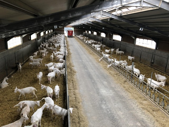 Chèvrerie du Grand Champ