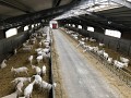 Chèvrerie du Grand Champ