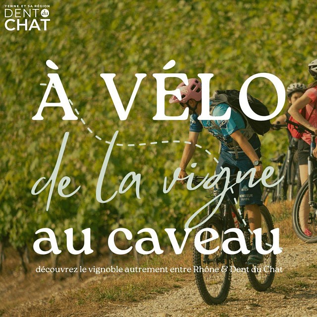 À vélo de la Vigne au Caveau !_Jongieux