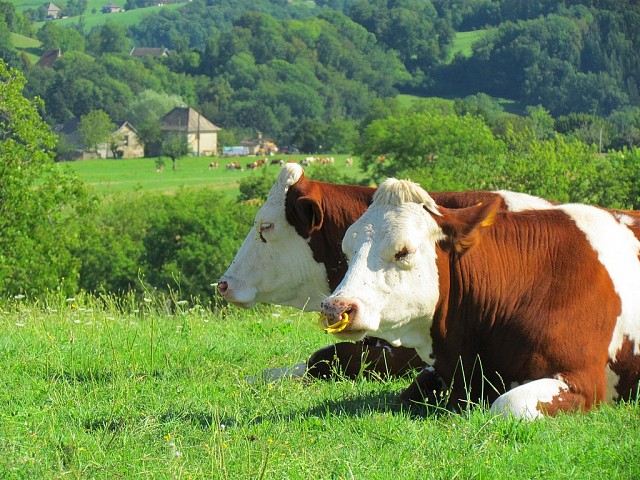 Vache