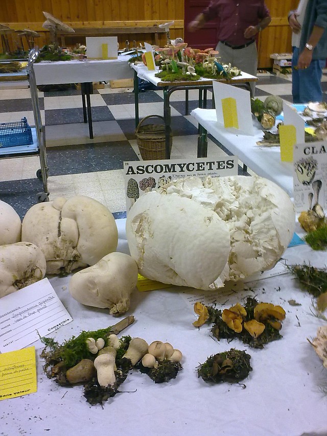 partie de l'expo