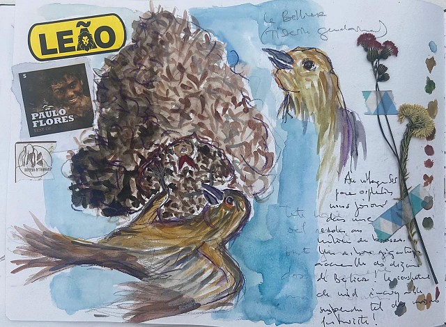 Aquarelle oiseaux