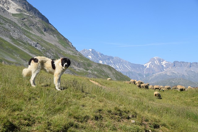 Marcher avec le vivant : Agriculture et biodiversité en alpage_Val-Cenis