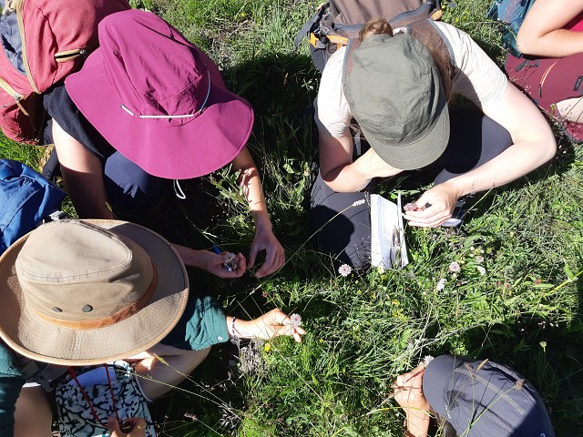 Initiation à la botanique (débutant)_Saint-Alban-Leysse