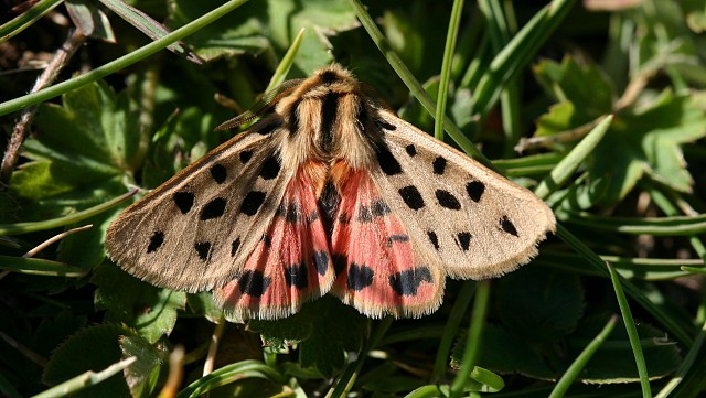 Le monde de la nuit I Rendez-vous Nature en Savoie_Cruet