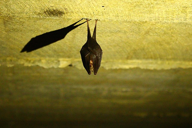 Chauves-souris, saintes reines de la Nuit! I Rendez-vous Nature en Savoie_Sainte-Reine