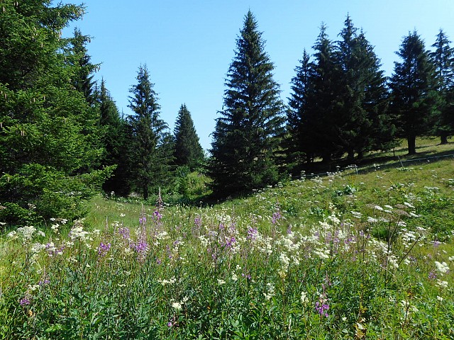 Les plantes sauvages comestibles et médicinales I Rendez-vous Nature en Savoie_Aillon-le-Jeune
