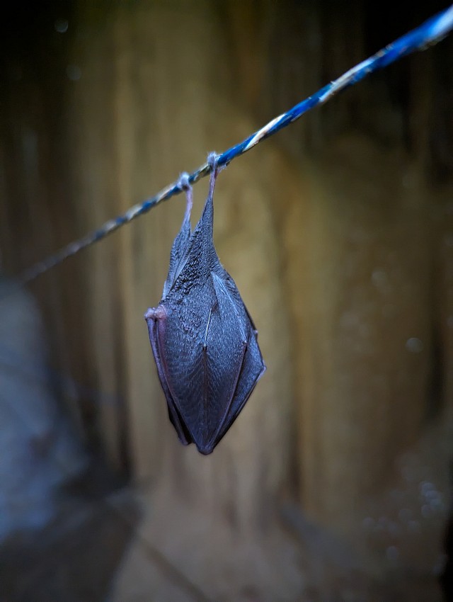 Spéléologie dans la grotte du Curé avec Cordi'ca_Saint-Pierre-d'Entremont