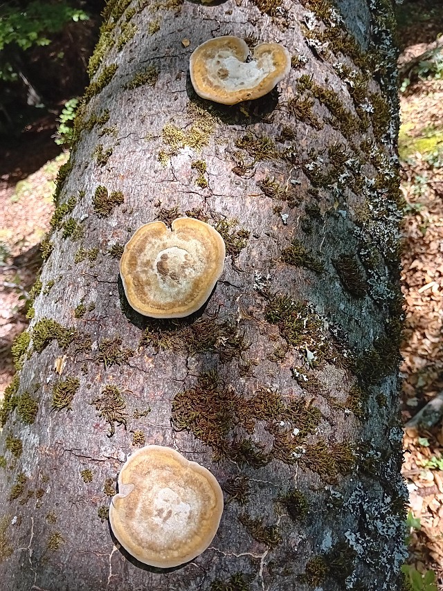 Découverte du monde mystérieux des champignons et des lichens I Rendez-vous Nature en Savoie_Saint-Pierre-d'Entremont