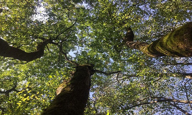 La forêt, mon espace de liberté_Sainte-Marie-d'Alvey