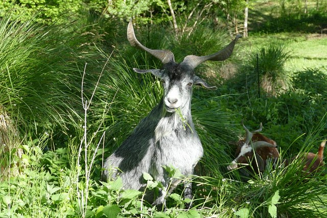 Visite de la ferme Api‑Rove du Frou_Saint-Christophe-sur-Guiers