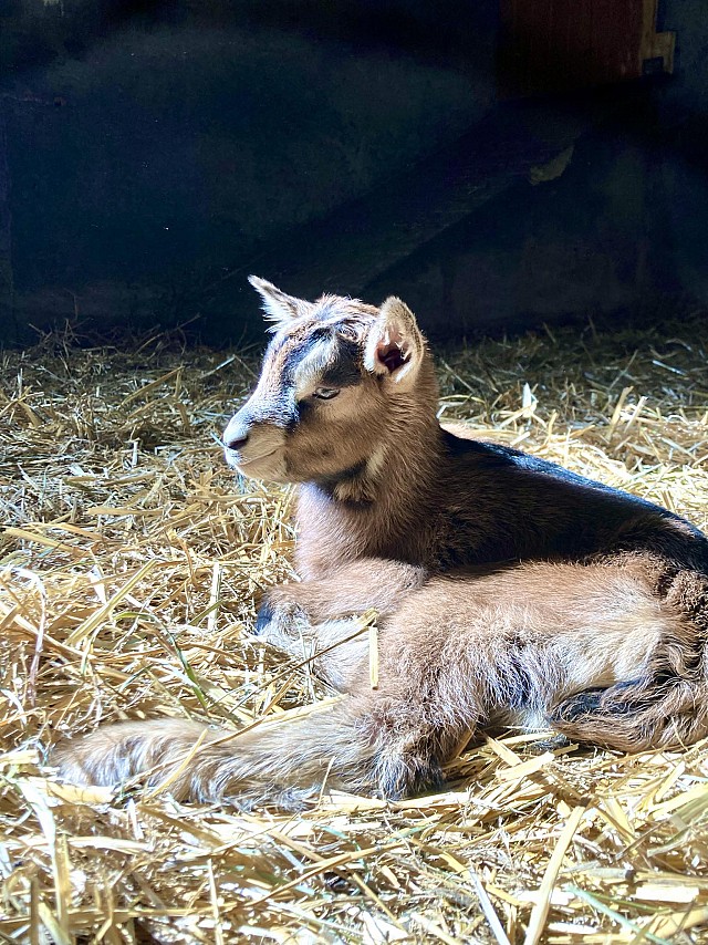 La Ferme des Entremonts_Saint-Pierre-d'Entremont