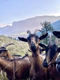 Visite de la Fermes des Entremonts_Saint-Pierre-d'Entremont