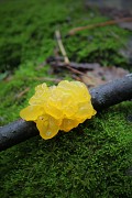 Sortie nature : A la recherche du blob_La Bridoire