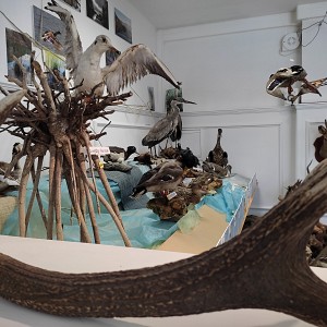 Musée Lac & Nature oiseaux Musée Lac & Nature oiseaux