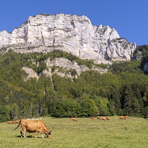 Noak Carrau Noak Carrau