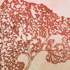 Cécile Combaz Cécile Combaz