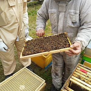 Entremonts et Abeilles - St Pierre d'Entremont Entremonts et Abeilles - St Pierre d'Entremont