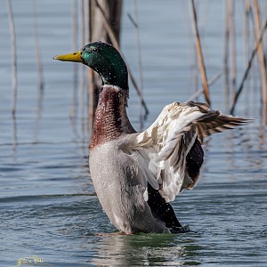 Christine Pascal - Photographe nature Aiguebelette Christine Pascal - Photographe nature Aiguebelette