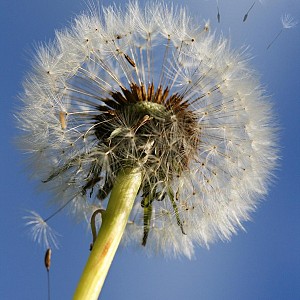 Les graines voyageuses_Billième Les graines voyageuses_Billième