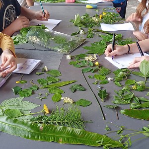 Un monde de feuilles_Billième Un monde de feuilles_Billième
