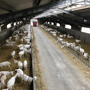 Chèvrerie du Grand Champ Chèvrerie du Grand Champ