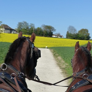 Balade ludique en calèche_Pressins Balade ludique en calèche_Pressins