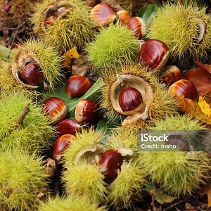 maho Istock maho Istock