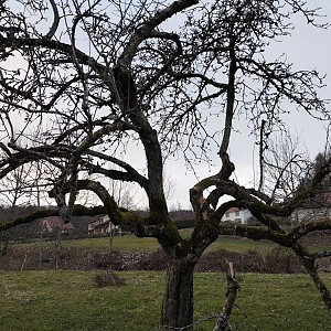 Formation taille des arbres fruitiers_Saint-Pierre-de-Genebroz Formation taille des arbres fruitiers_Saint-Pierre-de-Genebroz