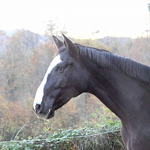 Equitour 2_Domessin Equitour 2_Domessin