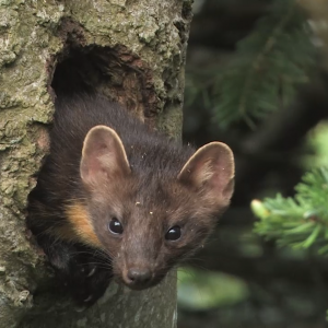 V. Chabloz V. Chabloz