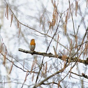 Rouge-gorge Rouge-gorge
