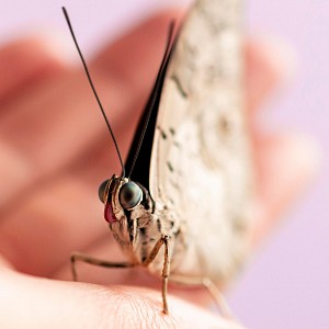 Conférence-Débat Conférence-Débat